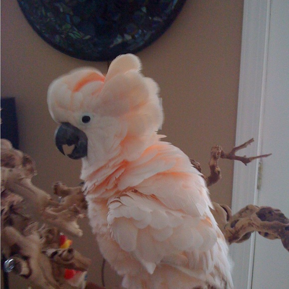 This is my Abigail, Lexi and Crikit - Picture 7 of 13